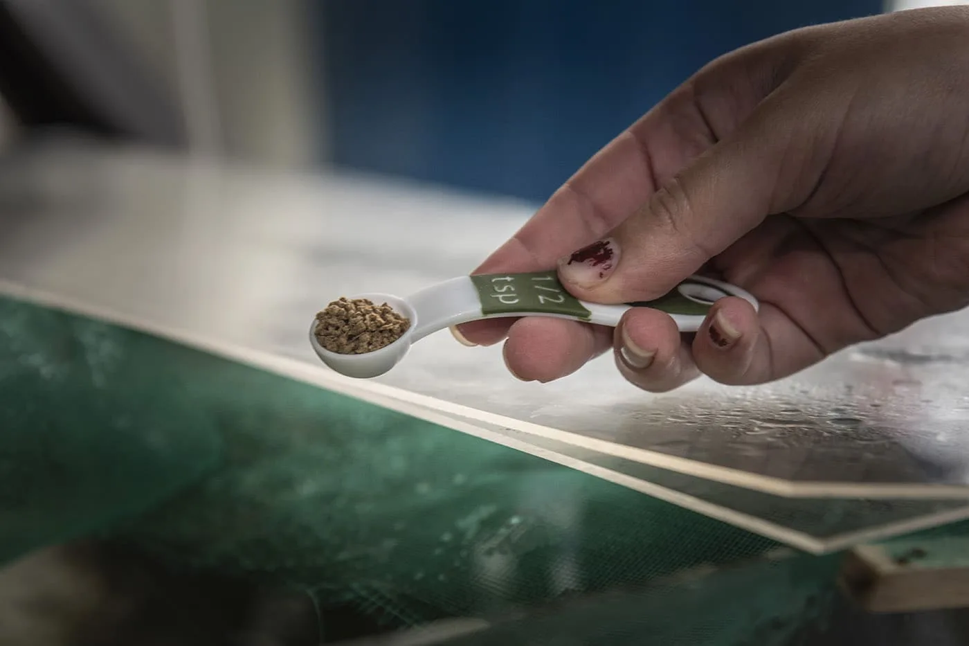 Innovadoras dietas acuícolas fortalecen producción local en Colombia