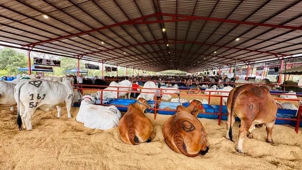 ECUADOR: Con nueva imagen se inaugura hoy la feria ganadera de Santo Domingo