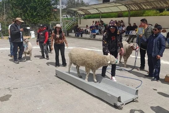 ECUADOR: Festival Ovino reúne a organizaciones rurales en Cañar