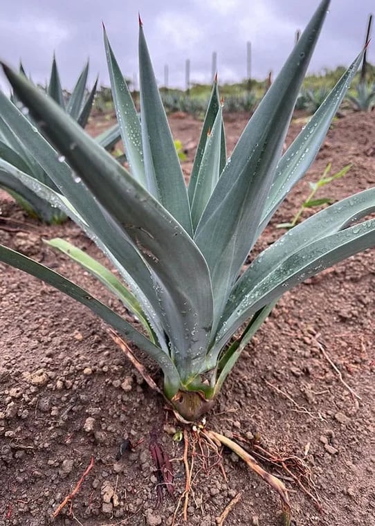 Agave, clave para la transición energética en Brasil