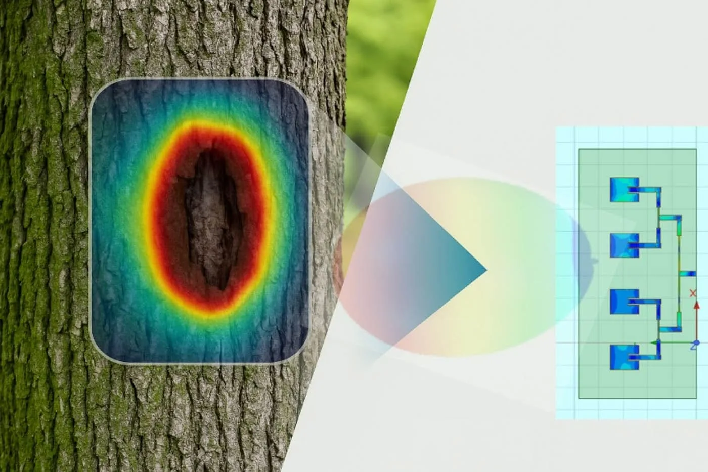 COLOMBIA: “Ecografías” para árboles: diseñan dispositivo que identifica anomalías en troncos