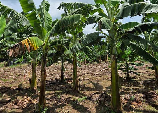 Embrapa valida en Colombia la resistencia de cultivares brasileños frente al Fusarium TR4