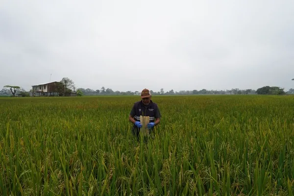 ECUADOR: Frente a plaga del arroz, MAG pide calma e información responsable
