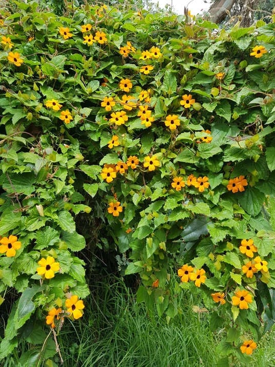 Ecuador actualiza su inventario de plantas no nativas