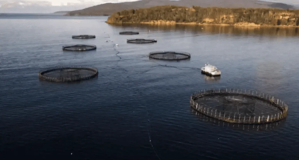 La acuicultura supera a la pesca y se consolida como la gran fuente de mariscos y peces a nivel mundial