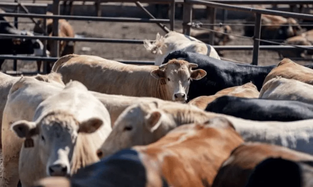 Investigadores de Texas A&M encuentran cómo reducir la Salmonella en la carne de res