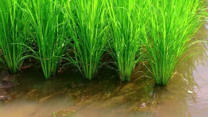Arroz y pescado: Un dúo dinámico en Rice Paddy Fields