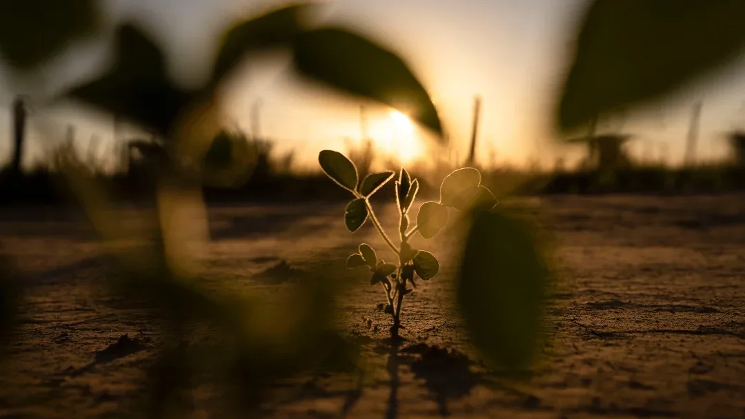 Brasil aumenta producción de soja y maíz