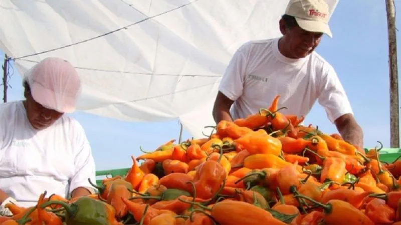 Perú celebró el Día de los Ajíes con más de 350 variedades registradas