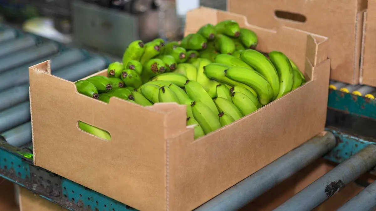 HONDURAS: Bananeros esperan que crezcan las hectáreas de este cultivo