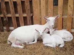 Clostridiosis en cabras: el enemigo silencioso que puede diezmar un rebaño