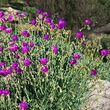 La flor del desierto que podría cambiar la agricultura: científicos buscan replicar su resistencia al calor y la sequía