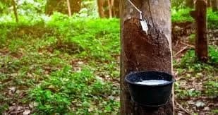 El Gobierno se propone impulsar el cultivo de caucho en República Dominicana