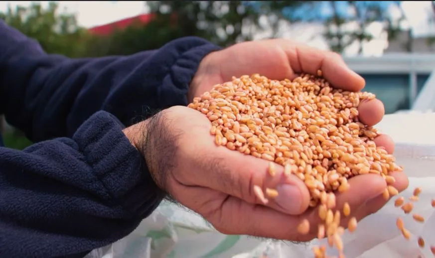 ECUADOR: INIAP lanzará variedad de trigo más productiva