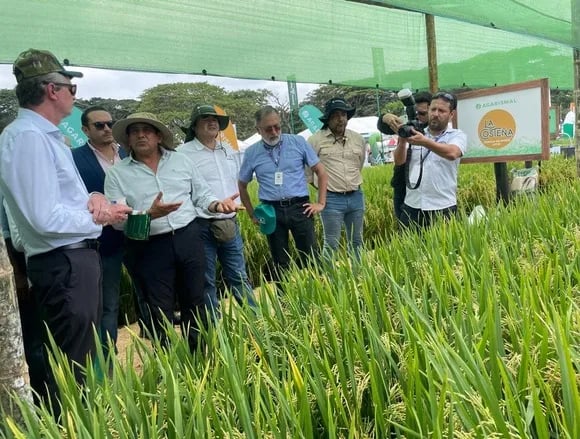 ECUADOR: Arroceros crean su propia variedad: nace “La Costeña”
