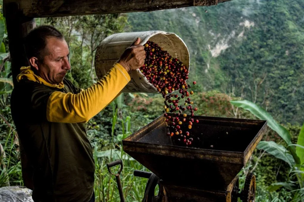 COLOMBIA: Café Seguro indemniza $17.883 millones a caficultores por lluvias extremas