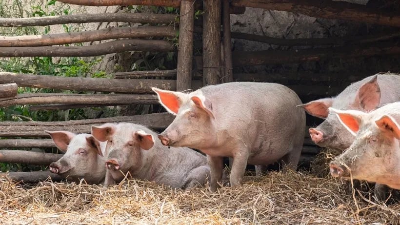 ESPAÑA: El Gobierno trabajará "al máximo" para limitar el impacto económico de la peste porcina