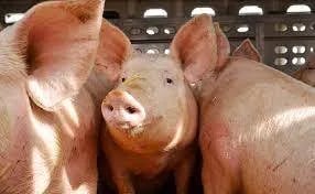 Termorregulación: clave para proteger a los cerdos en invierno