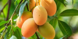 Perú proyecta caída del 15% en exportación de mango, pero espera mejores precios