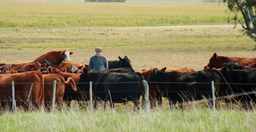 Argentina registra la menor faena bovina en dos años y caen las exportaciones de carne