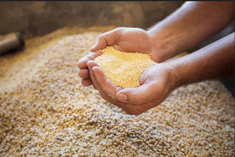 ECUADOR: La soya sostenible marca tendencia en 2025