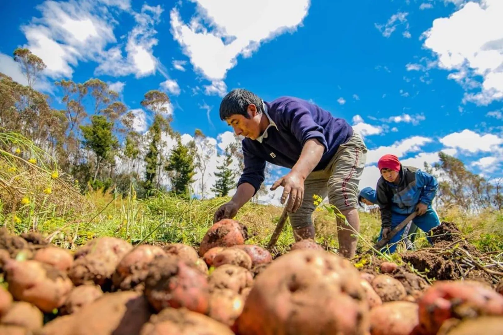 ECUADOR: Circuitos alternativos impulsan la venta directa campesina
