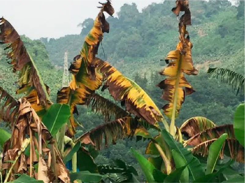ECUADOR: Los Ríos intensifica la lucha contra Moko y el FOC R4T