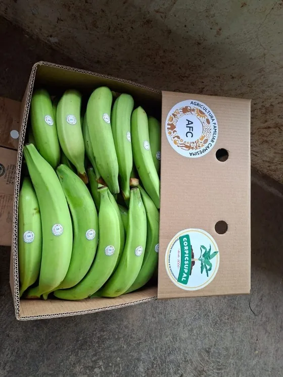 ECUADOR: Productores de plátano con Sello AFC realizan su primera exportación hacia Chile