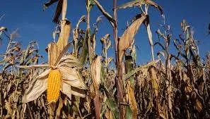 Sector agroexportador argentino liquida US$760 millones en noviembre