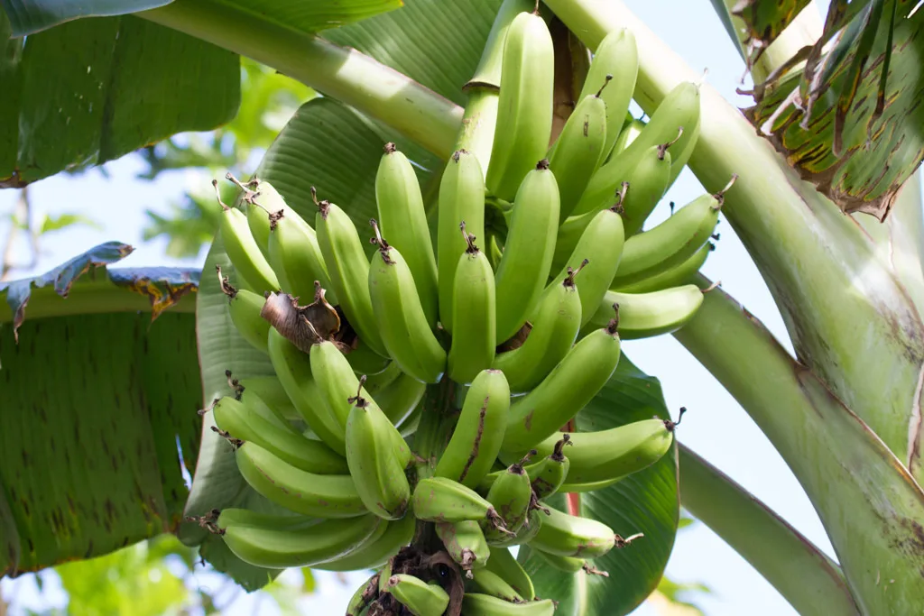 Colombia: Precios agropecuarios caen 2,2% en noviembre pese a variaciones por subsector