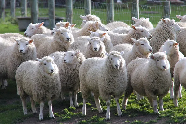 ARGENTINA: SENASA declara alerta sanitaria por sarna ovina en siete departamentos de Chubut