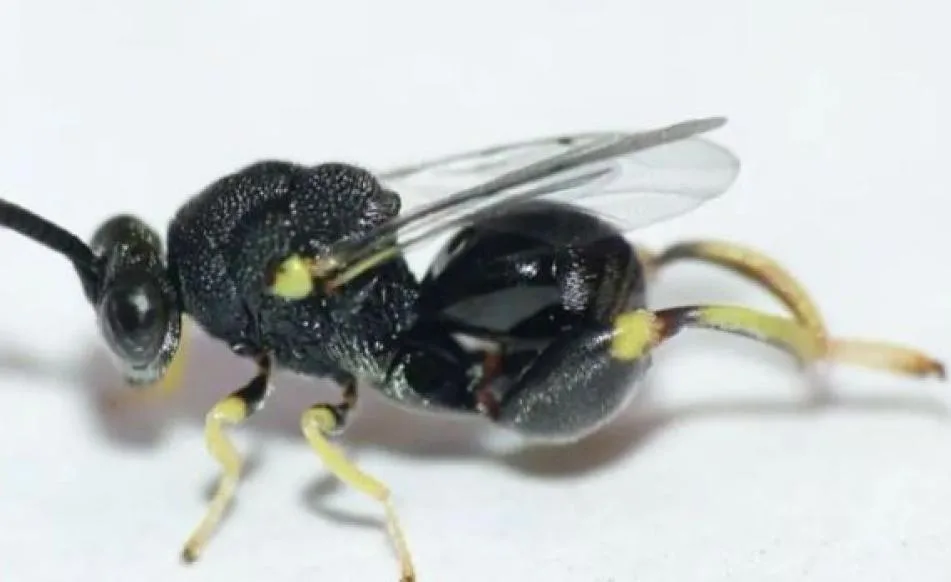Ecuador: Registra por primera vez una avispa parasitoide clave para la agricultura