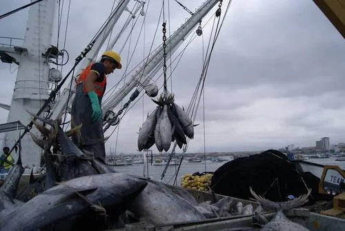Ecuador se posiciona entre los principales exportadores mundiales de atún