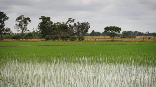 ECUADOR: Inicio de lluvias no reactiva la siembra de arroz, Corpnoarroz