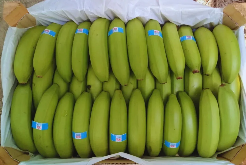 INTA desarrolla nuevas líneas de banana Cavendish adaptadas al norte argentino