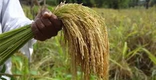 ECUADOR: Arroceros alertan efectos de la crisis en el campo