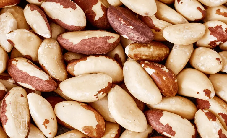 Apertura del mercado de las nueces de Brasil a Turquía