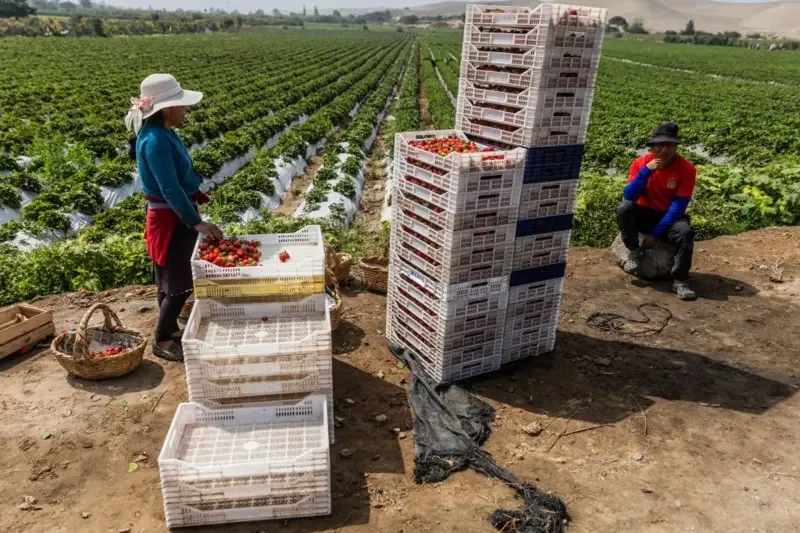Cómo logró Perú convertir uno de los desiertos más áridos del mundo en un gran centro de producción de alimentos