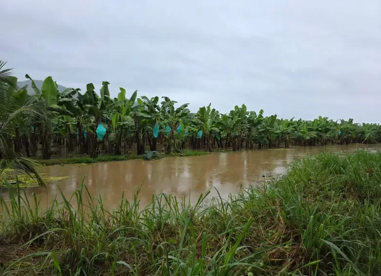 COLOMBIA: Lluvias tienen en riesgo 260.000 reses y causan pérdidas millonarias a bananeros