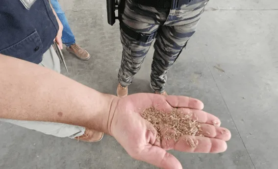 BRASIL: Incautan 368 toneladas de semillas irregulares