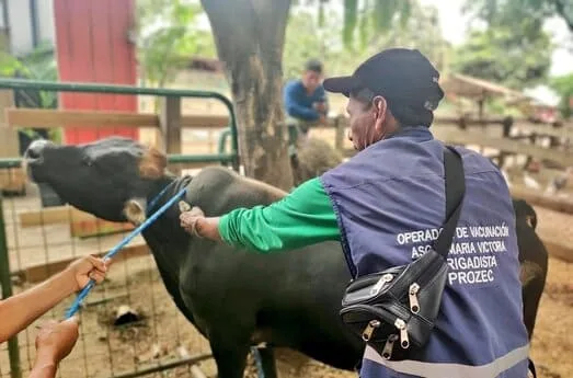 Ecuador inicia proceso para ser libre de aftosa sin vacunación
