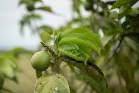 Colombia busca llevar la harina de cacay al mercado europeo como “Novel Food”