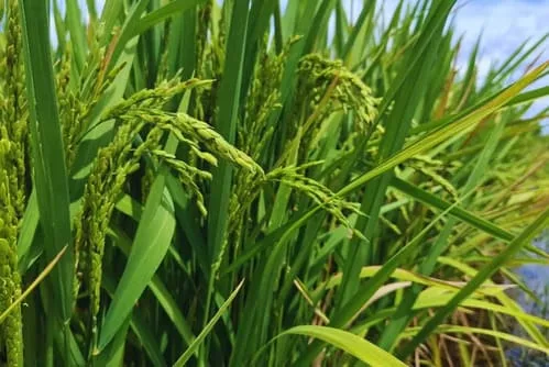 ARGENTINA: KIRA INTA: el arroz que conquista los mercados prémium del mundo