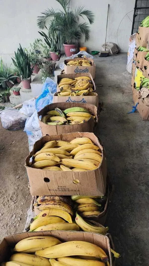 ECUADOR: Plátano sin salida hacia Colombia