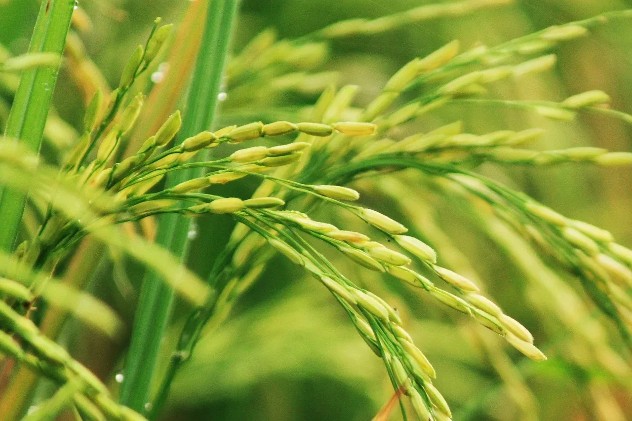 Científicos proponen desarrollar cultivos que combinen productividad, nutrición y resiliencia climática