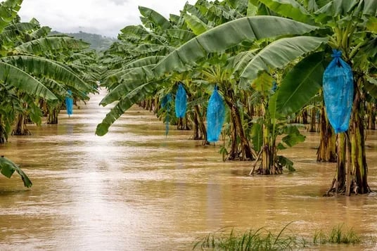 ECUADOR: Invierno 2026 agrava riesgo sanitario en banano y plátano