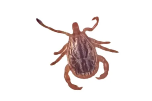 ARGENTINA: Detectan una bacteria transmitida por garrapatas en fauna silvestre