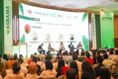Santa Marta acogerá el 4.º Congreso Bananero Colombiano 2026
