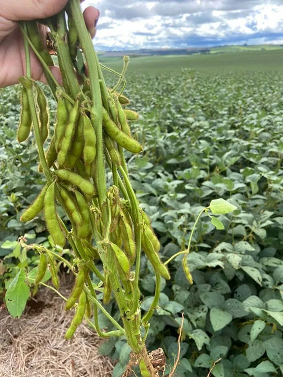 Brasil lanza nueva variedad de soja de alto rendimiento