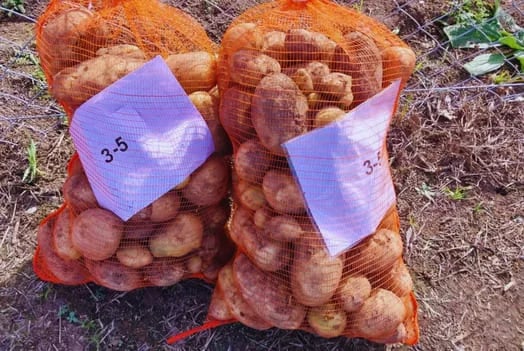 ARGENTINA: El INTA logra papas con doble resistencia a los virus que más afectan al cultivo